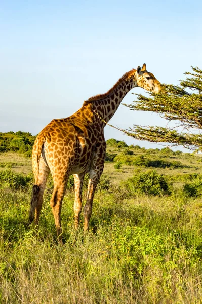 Girafa Isolada Comendo Abeto Savana Parque Nairobi Quênia África — Fotografia de Stock