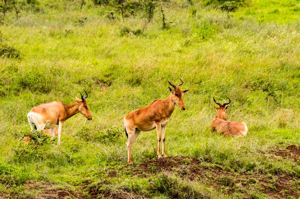 Τρεις Hirolas Στη Σαβάνα Του Πάρκου Του Ναϊρόμπι Στην Κένυα — Φωτογραφία Αρχείου
