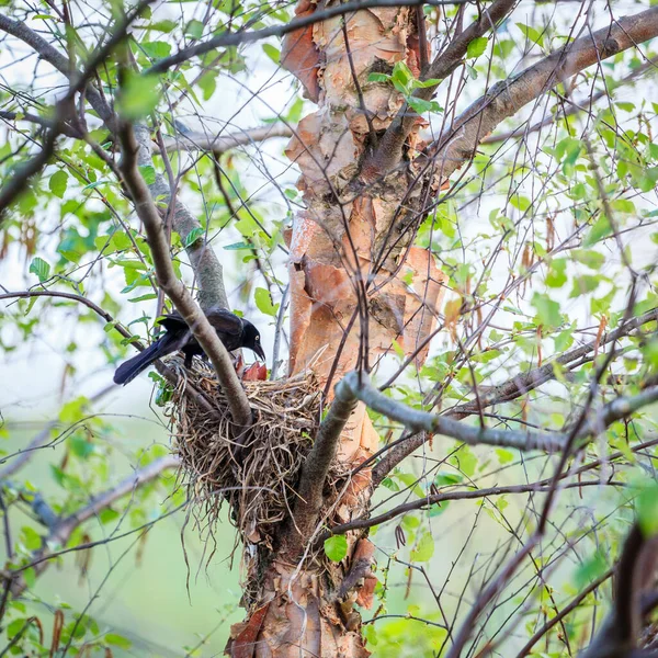 鳥の巣その雛を餌 — ストック写真