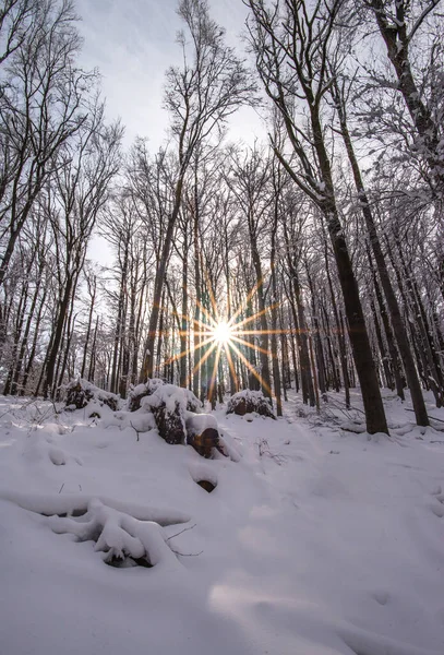 Misteriosos Bosques Nevados Invierno — Foto de Stock