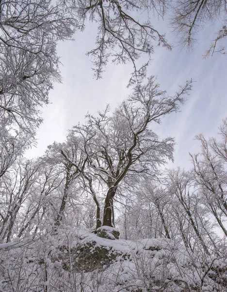 神秘的雪林在冬天 — 图库照片