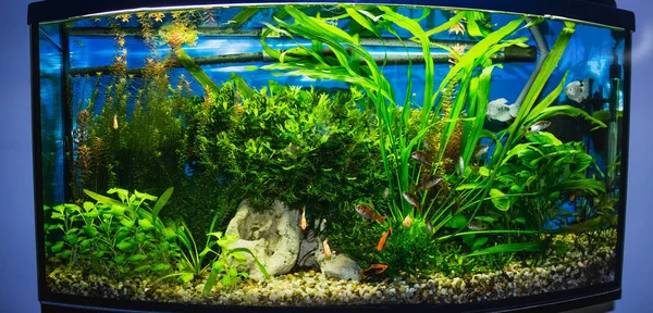 Närbild Akvarium Tank Full Fisk — Stockfoto