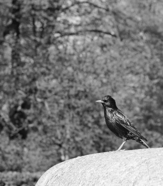 Starling Com Penas Iridescentes Fica Borda Pedra Parque Processamento Monocromático — Fotografia de Stock