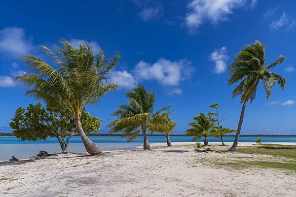 palm trees on secluded beach,maupiti,society islands,french polynesia