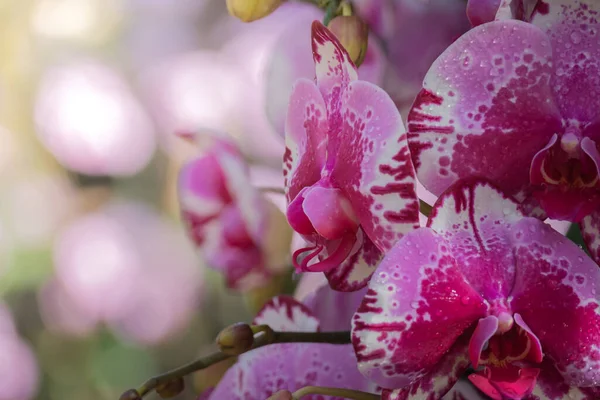 Imagem Fundo Das Flores Coloridas Natureza Fundo — Fotografia de Stock