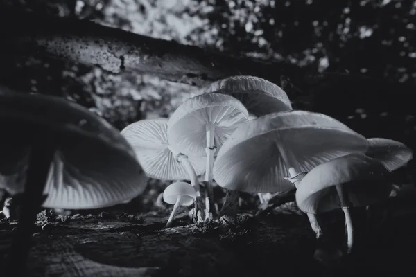 Porcelain Fungus Oudemansiella Mucida Macro Shot Black White — Stock Photo, Image