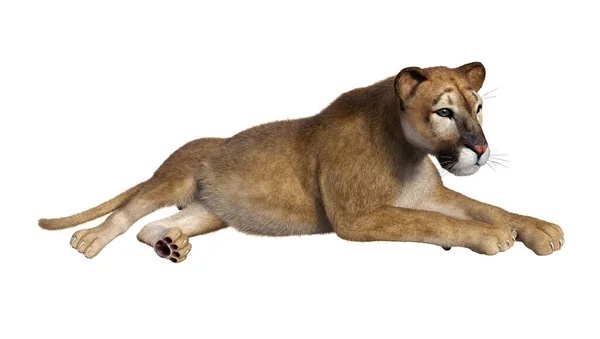 Beyaz Arka Plan Üzerinde Izole Bir Büyük Kedi Puma Render — Stok fotoğraf
