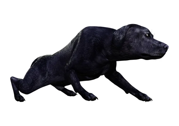 Beyaz Arka Plan Üzerinde Izole Bir Siyah Labrador Köpek Render — Stok fotoğraf