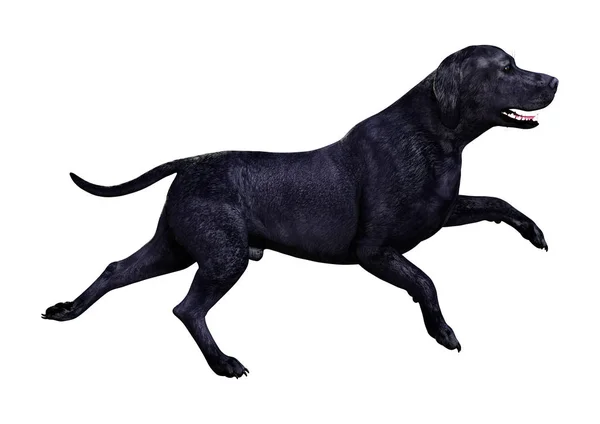 Τρισδιάστατη Απεικόνιση Του Ένα Μαύρο Σκυλί Λαμπραντόρ Που Απομονώνονται Λευκό — Φωτογραφία Αρχείου
