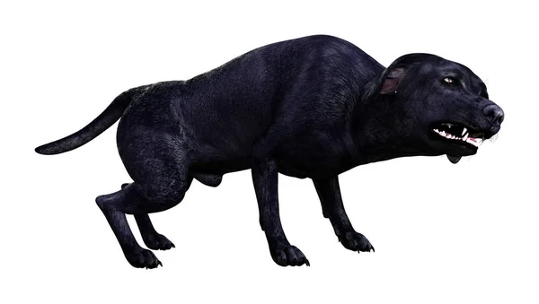 Renderização Cão Labrador Preto Isolado Fundo Branco — Fotografia de Stock