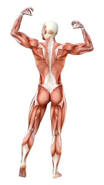 Rendering Female Figure Muscle Maps Isolated White Background — Stock Photo, Image