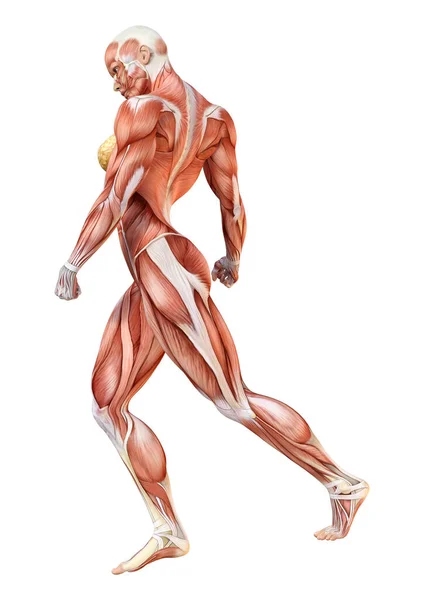 Rendering Female Figure Muscle Maps Isolated White Background — Stock Photo, Image