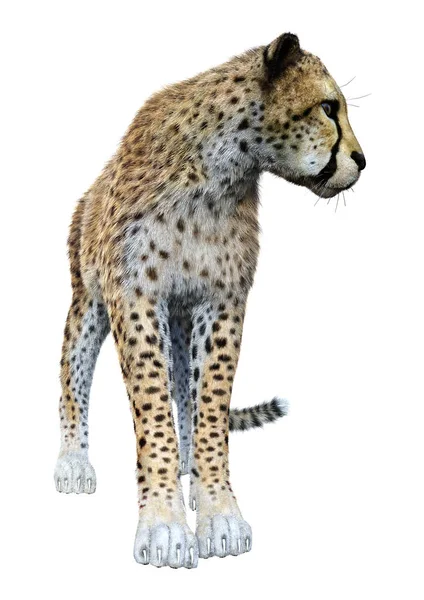 Rendering Dari Seekor Kucing Besar Cheetah Terisolasi Pada Latar Belakang — Stok Foto