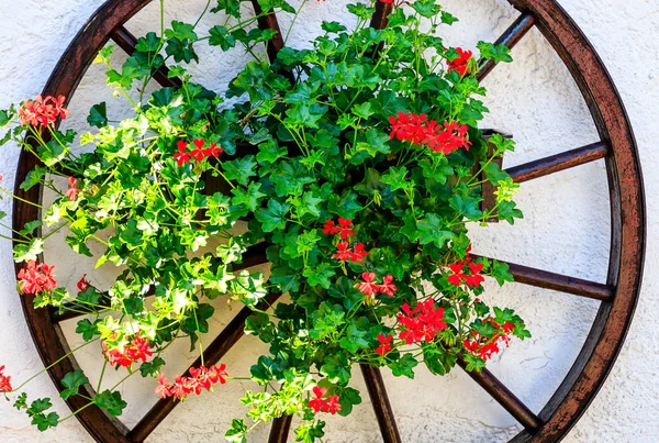 Altes Wagenrad Einer Hauswand Mit Rot Blühenden Hängenden Geranien — Stockfoto