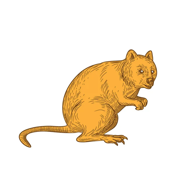 Dessin Une Illustration Style Croquis Quokka Setonix Brachyurus Petit Marsupial — Photo