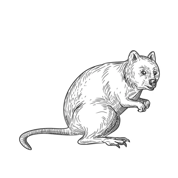 Dessin Une Illustration Style Croquis Quokka Setonix Brachyurus Petit Marsupial — Photo