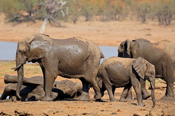 Afrikai Elefánt Loxodonta Africana Például Egy Víznyelő Kruger National Park — Stock Fotó