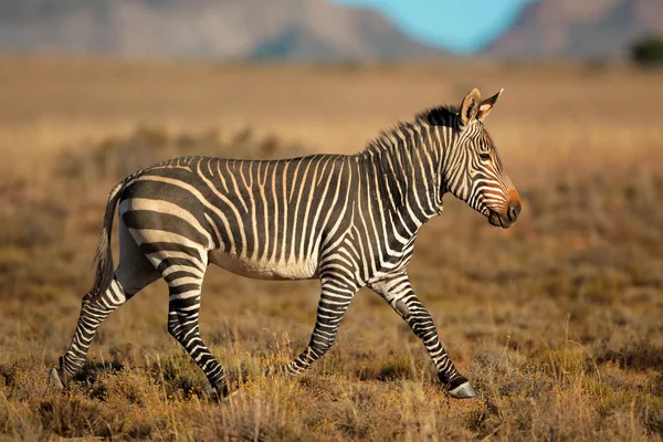 Cape Mountain Zebra Equus Zebra Mountain Zebra National Park Zuid — Stockfoto