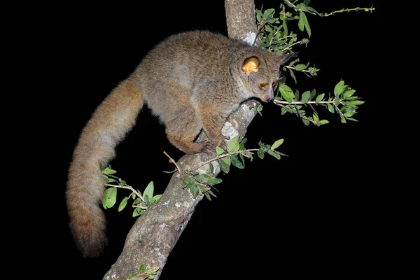 一棵树上的夜间大角羚或灌木宝宝 Otolemur Crassicaudatus — 图库照片