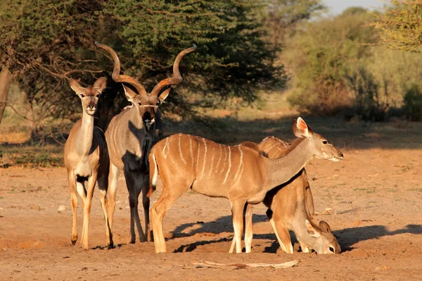 Antílope Animales Salvajes Vida Silvestre —  Fotos de Stock