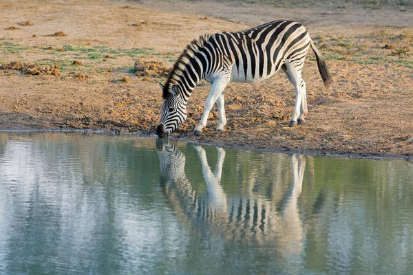 Równina Zebra Equus Burchelli Woda Pitna Rezerwat Dziczyzny Mkuze Republika — Zdjęcie stockowe