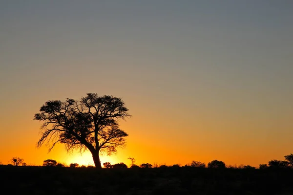 Siluetli Afrika Dikenli Ağacı Olan Günbatımı Kalahari Çölü Güney Afrika — Stok fotoğraf