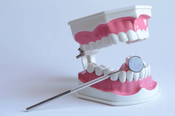 Wyświetlić Zbliżenie Dentyści Zębów Kości Szczęki Model Tworzywa Sztucznego Narzędzie — Zdjęcie stockowe