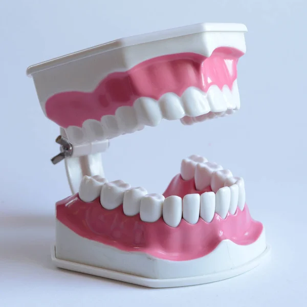 Square Format Closeup View Dentists Tooth Jawbone Model Being Displayed — Stock Photo, Image