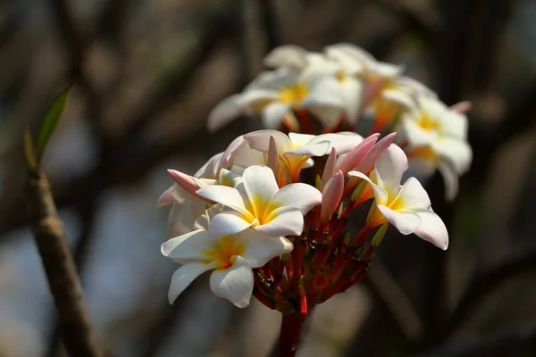 Floraison Blanche Fleurs Malawi — Photo