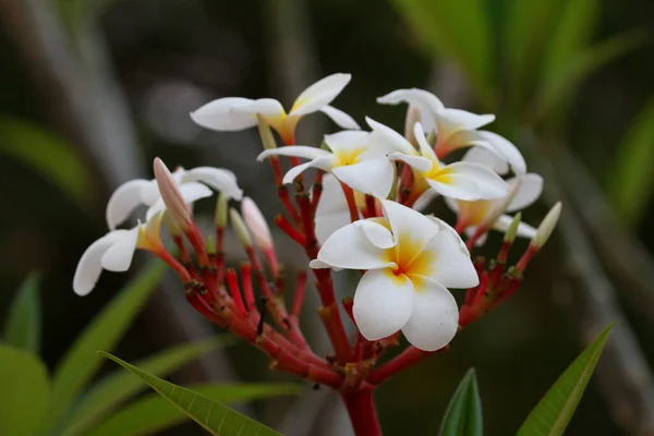 White Blossom Flowers Malawi — Stock Photo, Image