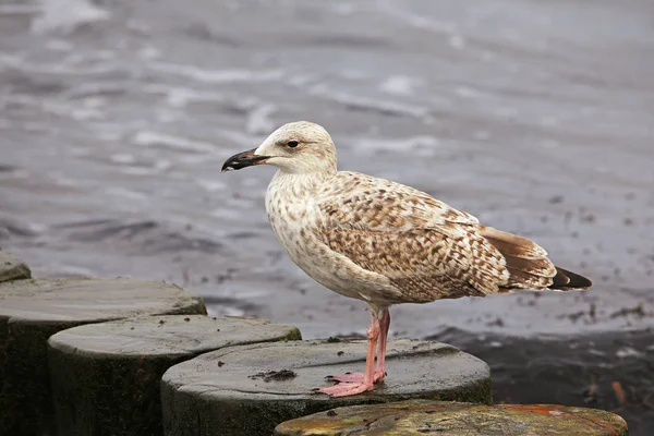 Young Seagull Wooden Buhne Baltic Sea — Stok fotoğraf