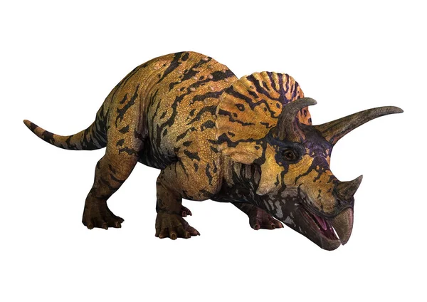 Renderização Dinossauro Triceratops Isolado Fundo Branco — Fotografia de Stock