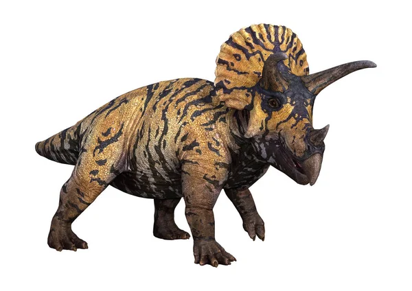 Rendering Dinosauro Triceratops Isolato Sfondo Bianco — Foto Stock