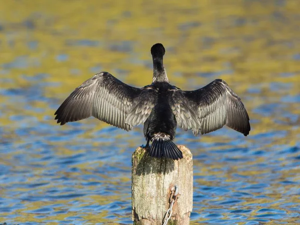 North Germany Cormoran Spreading Its Wings — Stock Photo, Image