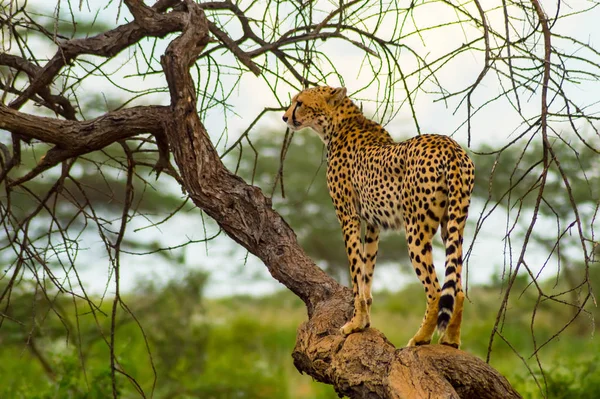 Gepárd Egy Halott Fán Ült Samburu Parkban Kenya Központjában — Stock Fotó