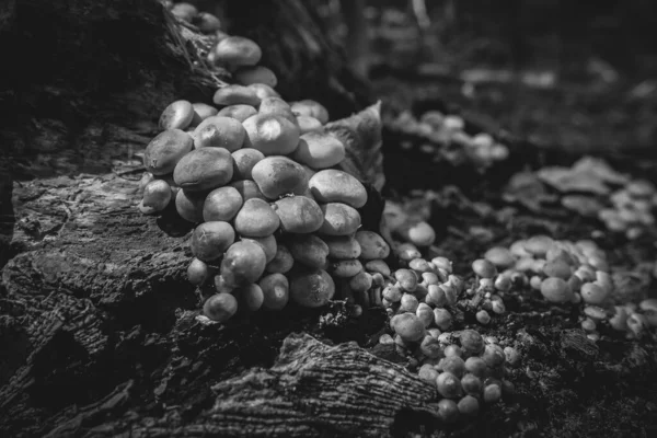 硫磺簇绒在苔藓覆盖的枯木 关于真菌学的主题 宏观射击 在黑色和白色 — 图库照片