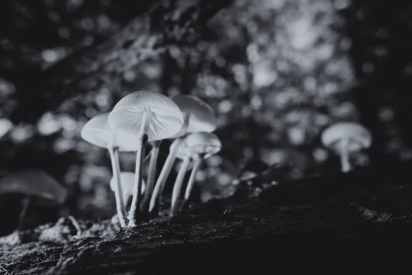 Porslin Svampen Ovanpå Död Ved Ett Makro Skott Svart Och — Stockfoto