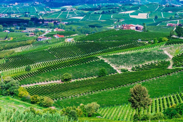 Vinhas Província Cuneo Piemonte Itália — Fotografia de Stock
