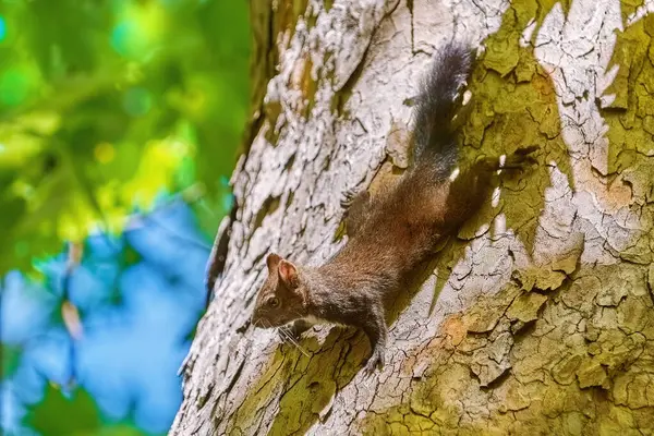 Wildlife Squirrel Animal Nature Fluffy Squirrel — Stock Photo, Image