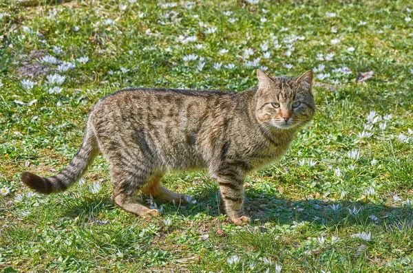 Beyaz Çiçeklerin Arasındaki Çimenlikteki Kedi — Stok fotoğraf