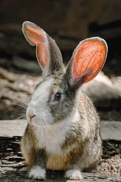 Portreit Rabbit Resting Ground — Stock Photo, Image