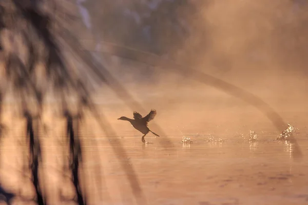 Eurasian Coot Fulica Atra Flight Location Comana Natural Park Romania — Stock Photo, Image