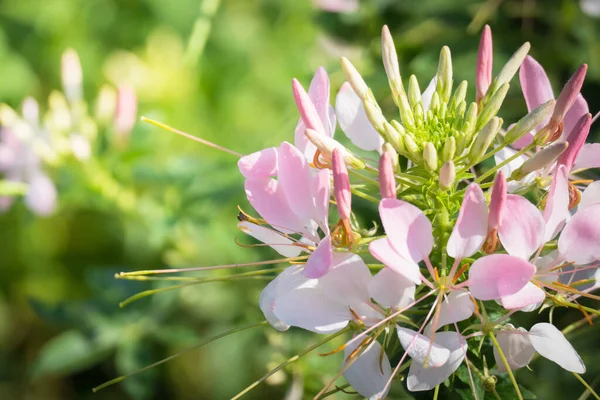 Achtergrond Afbeelding Van Kleurrijke Bloemen Achtergrond Natuur — Stockfoto