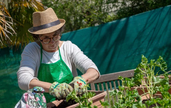 Een Senior Vrouw Potgrond Geranium Bloemen Buitenshuis — Stockfoto