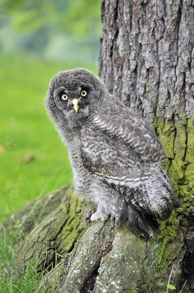 Junge Bartkauz Erkundet Ihre Umgebung — Stockfoto