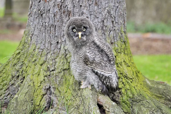 Giovane Bartkauz Esplora Loro Dintorni — Foto Stock