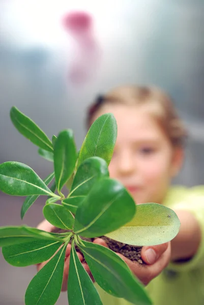 小さな植物を手にした成長の概念 — ストック写真