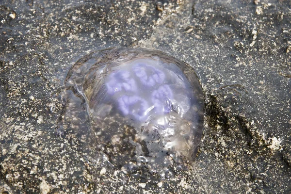 Méduses Roses Sur Plage Dans Eau — Photo