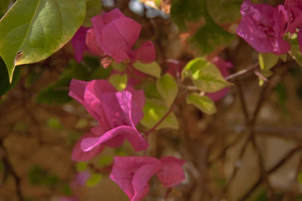 Ροζ Λουλούδια Για Μπους Στη Θερινή Ημέρα — Φωτογραφία Αρχείου