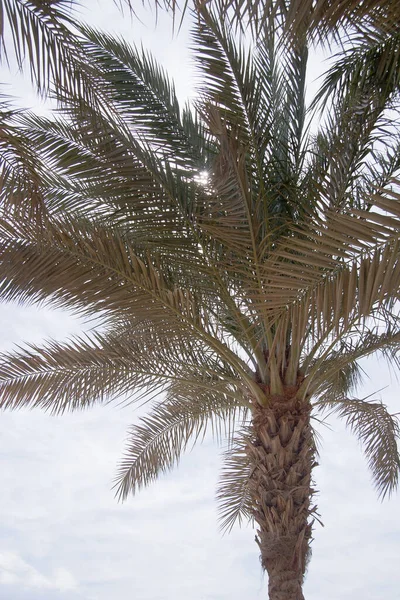 Africké Palmy Světlé Letní Den — Stock fotografie
